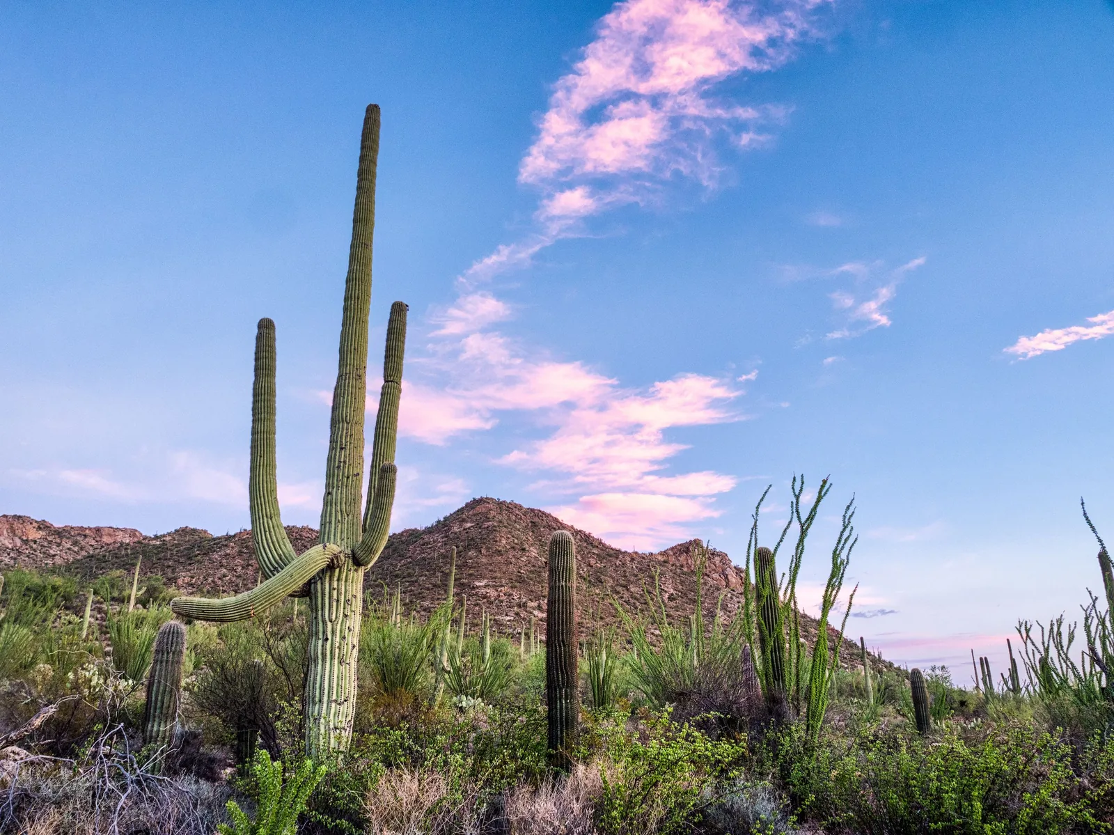 Saguaro cacti in the Sonoran Desert at dusk near Scottsdale, Arizona